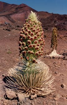 Silversword