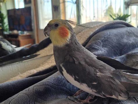 What Should I Do With My Cockatiel When I'm on Vacation? - PetHelpful