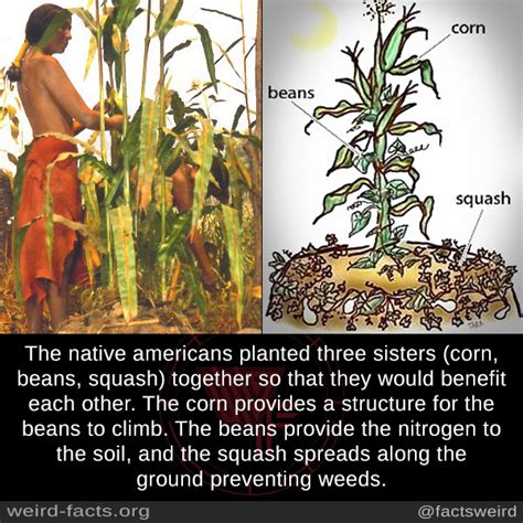 Weird Facts, The native americans planted three sisters (corn,...