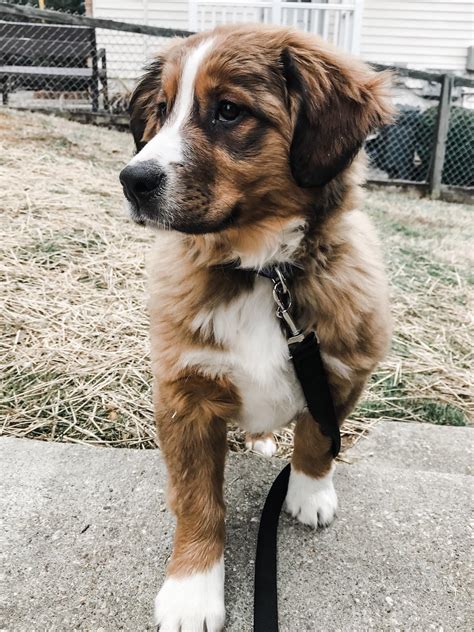 Our majestic Bernese Mountain Dog Mix puppy : r/aww