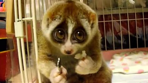 A Slow Loris eating rice! : r/aww