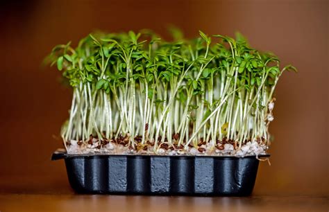 Incredible Heath Benefits of the Cress Plant - Garden Cress