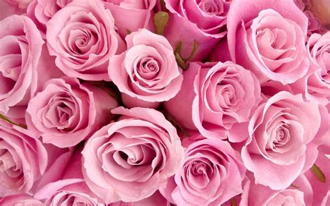 Download Pink Flower Pink Rose Flower Nature Rose HD Wallpaper
