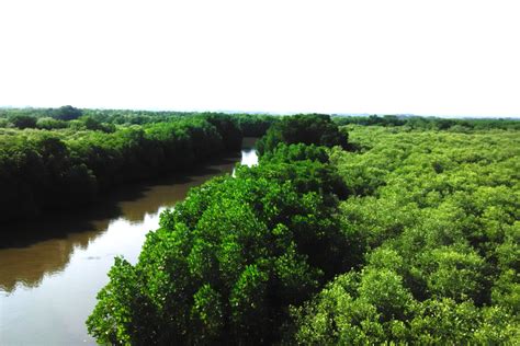 How carbon cycles in Pichavaram mangroves