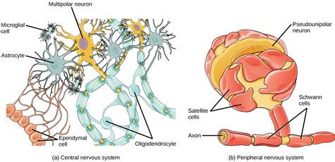 Neurons and Glial Cells · Biology
