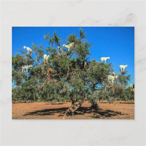 Funny Goats in Trees Morocco Postcard | Zazzle