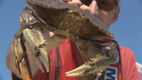 Crabbing is a fun way to catch dinner | king5.com