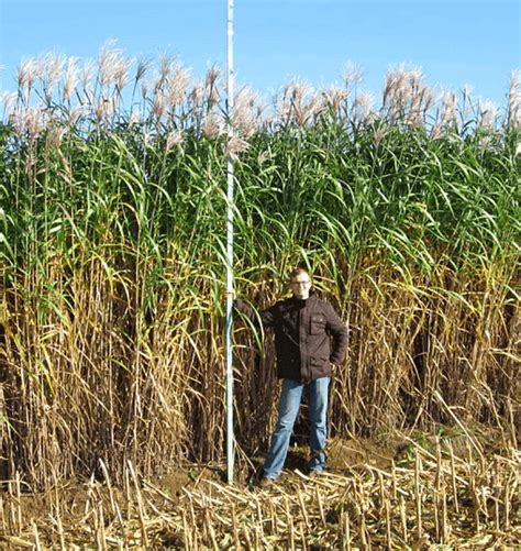 Elephant grass shown to be higher yielding biofuel than switchgrass ...