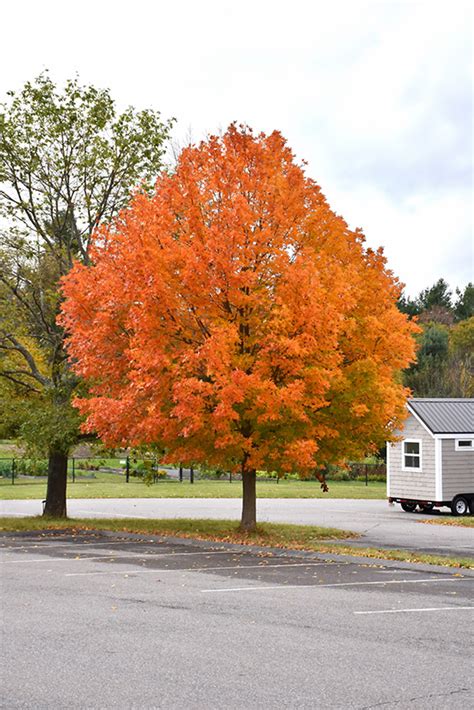 Sugar Maple (Acer saccharum) in Augusta Manchester Lewiston Waterville ...