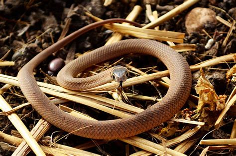 Baby Snake Pictures, Images and Stock Photos - iStock