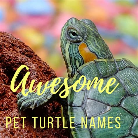 100+ Awesome and Fun Pet Turtle and Tortoise Names | PetHelpful