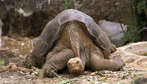 File:Lonesome George -Pinta giant tortoise -Santa Cruz.jpg - Wikimedia ...