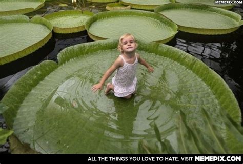 Giant Victorian Water Lily | Water lily, Tropical greenhouses, Places