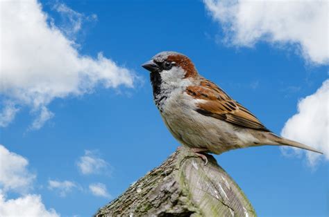 Bird, Sparrow, Blue Sky Free Stock Photo - Public Domain Pictures