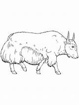 Simple Yak coloring Page sketch template