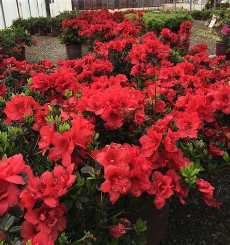 Red Azalea Flowering Shrub | Home and Garden Reference