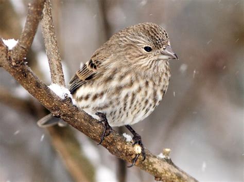 House Finch | Celebrate Urban Birds