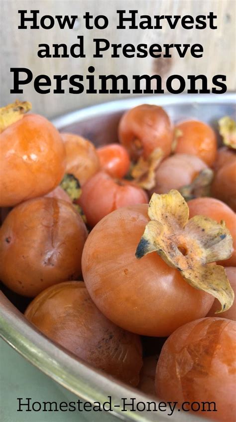 How to Harvest and Preserve Persimmons | Homestead Honey | Persimmon recipes, Persimmons ...