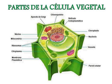 AULA DIVERTIDA DE CIENCIAS NATURALES-SOCIALES-TECNOLOGIA Y LECTO ...