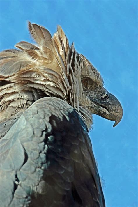 Harpy Eagle stock photo. Image of feather, andean, black - 96270858