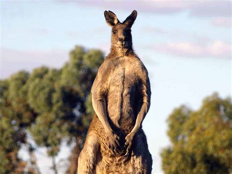 45 Interesting facts about kangaroos – The Australian Mammal – Factins