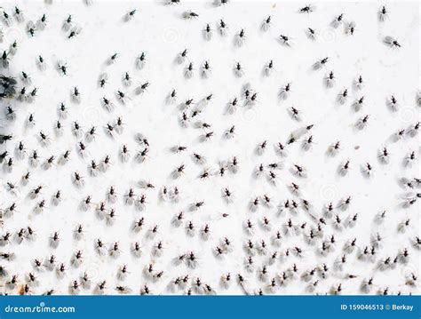 A Swarm of Flying Ants Gather on White Background Stock Image - Image ...