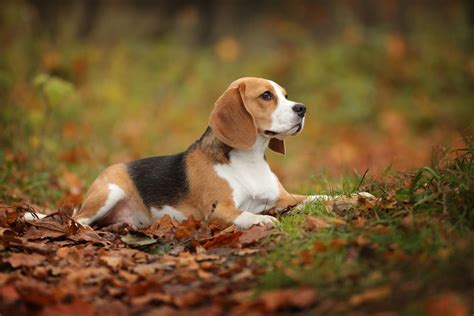 How to Identify a Purebred Beagle: A Complete Guide