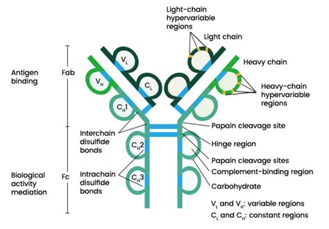 Immunoglobulin: Introduction, Structure and function - Microbiology Notes