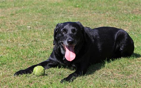 Labrador Dog Free Stock Photo - Public Domain Pictures