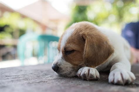 Premium Photo | Portrait of small cute puppy dog sleeping because he is tired