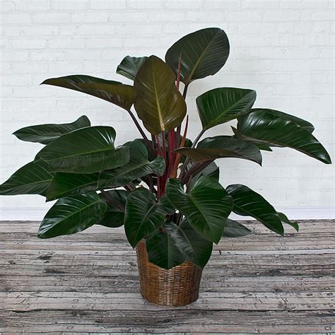 Philodendron Congo Rojo | White Flower Farm