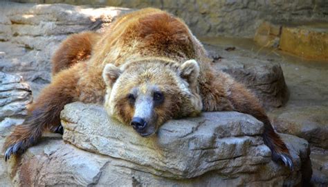 How Long Do Grizzly Bears Hibernate? | Sciencing