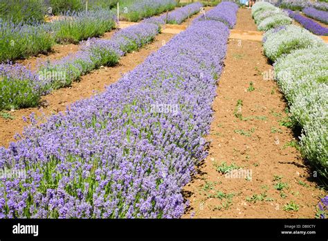 Norfolk lavender Heacham, Norfolk, England Stock Photo - Alamy