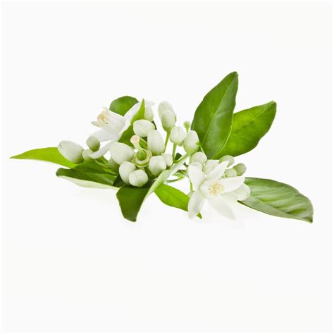 Neroli Flower Png | ubicaciondepersonas.cdmx.gob.mx