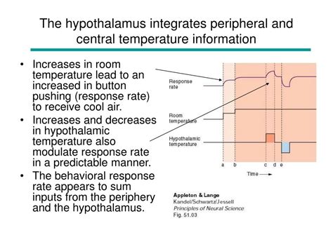 PPT - Hypothalamus and Limbic System PowerPoint Presentation, free download - ID:185394