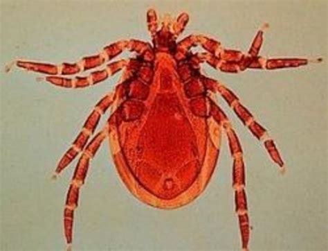 Tick Identification: A Guide to Common Types (With Photos) - Owlcation