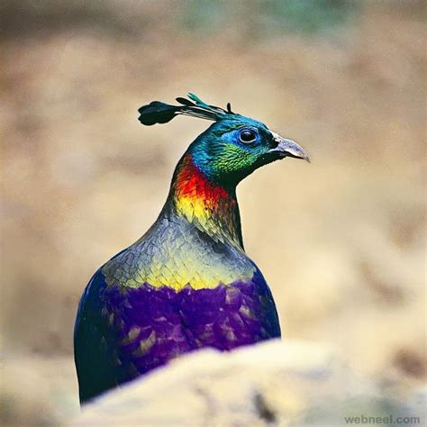 Bird Incredible India 48