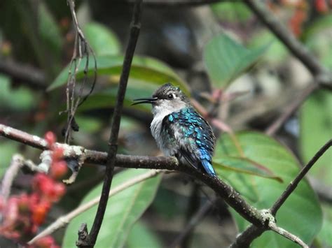 Female Bee Hummingbird (Mellisuga helenae) | The Bee Humming… | Flickr