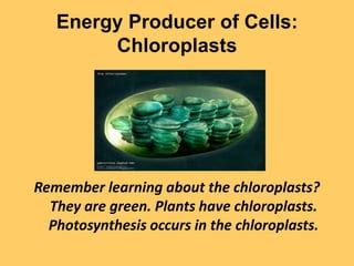 Respiration and Photosynthesis | PPT