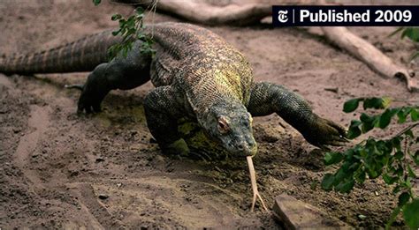 Chemicals in Komodo Dragon’s Glands Stir Venom Debate - The New York Times