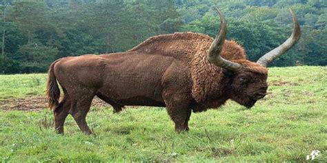 Bison latifrons aka 'Giant Bison' stood 8 feet tall at the shoulder and is projected to have ...