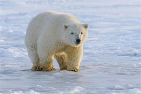 21 Wild Animals in Norway [Wildlife in Norway] - Kevmrc