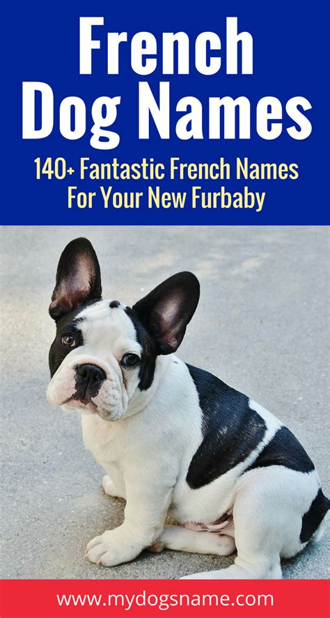 Cute French Bulldog Names : French Bulldog Names: 250+ Fun & Fantastic ...