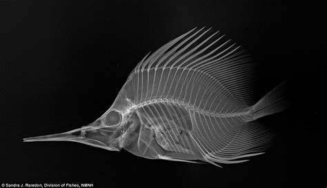 Of course it's hard. It's supposed to be hard: Fascinating X-ray photos show fish as you've ...