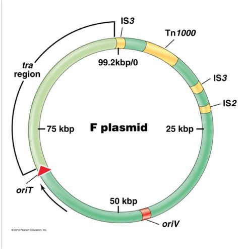 Solved (T/F) This plasmid is conjugative. (T/F) Both oriV | Chegg.com