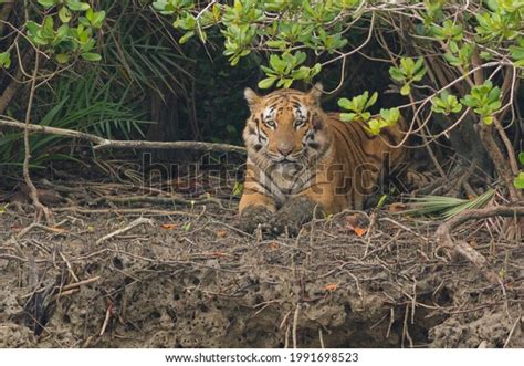 419 Sundarban Tiger Reserve Images, Stock Photos & Vectors | Shutterstock