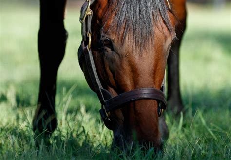 Triple Crown Winner American Pharoah Now Earns $30 Million Per Year ...