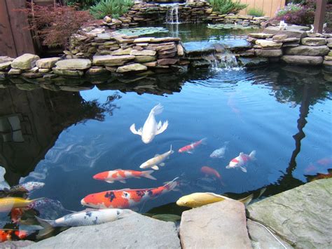 Koi Pond Care for the Summer - Nualgi Ponds | Fish ponds backyard, Ponds backyard, Pond waterfall