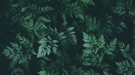 Dark Green Minimalist Wallpapers - Wallpaper Cave