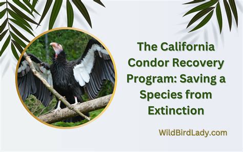 The California Condor Recovery Program: Saving a Species from Extinction